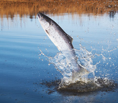 Fischschutz