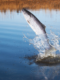 Muhr Fischschutz