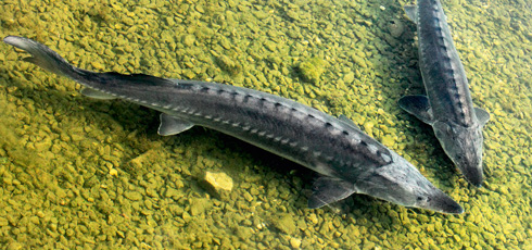 Fischschutz