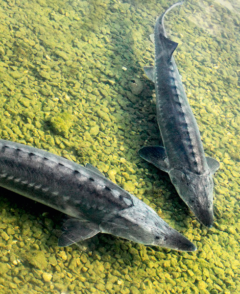 Fischschutz